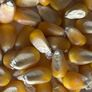 Green Field, Corn Seed - 1 Pound thumbnail number null